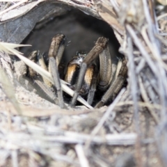 Tasmanicosa godeffroyi at Dunlop, ACT - 20 Feb 2018 01:07 PM