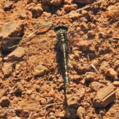 Austrogomphus australis (Inland Hunter) at Molonglo Valley, ACT - 20 Feb 2018 by JohnBundock