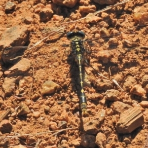 Austrogomphus australis at Molonglo River Reserve - 20 Feb 2018