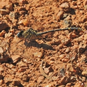 Austrogomphus australis at Molonglo River Reserve - 20 Feb 2018