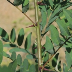 Robinia pseudoacacia (Black Locust) at Molonglo River Reserve - 18 Feb 2018 by michaelb