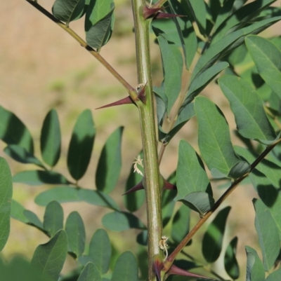 Robinia pseudoacacia (Black Locust) at Molonglo, ACT - 18 Feb 2018 by MichaelBedingfield