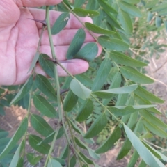 Robinia pseudoacacia at Molonglo River Reserve - 18 Feb 2018