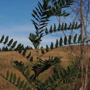 Robinia pseudoacacia at Molonglo River Reserve - 18 Feb 2018