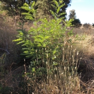 Robinia pseudoacacia at Molonglo River Reserve - 18 Feb 2018 07:25 PM