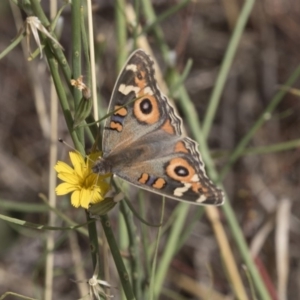 Junonia villida at Hawker, ACT - 20 Feb 2018 12:15 PM