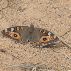 Junonia villida at Hawker, ACT - 20 Feb 2018 12:15 PM