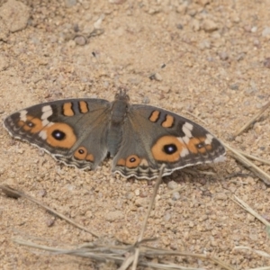 Junonia villida at Hawker, ACT - 20 Feb 2018