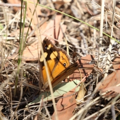 Heteronympha merope (Common Brown Butterfly) at The Pinnacle - 20 Feb 2018 by Alison Milton