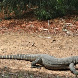 Varanus rosenbergi at Sutton, NSW - suppressed