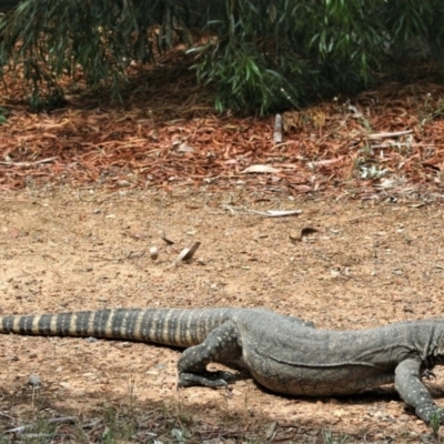 Varanus rosenbergi (Heath or Rosenberg's Monitor) at Sutton, NSW - 23 Jan 2018 by Whirlwind