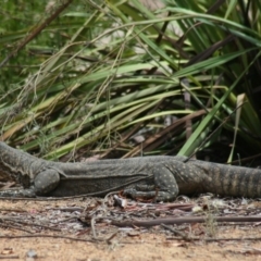 Varanus rosenbergi at Sutton, NSW - suppressed