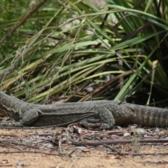 Varanus rosenbergi at Sutton, NSW - 23 Jan 2018