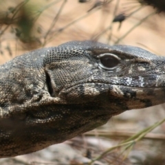 Varanus rosenbergi at Sutton, NSW - suppressed