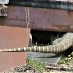 Varanus rosenbergi at Sutton, NSW - suppressed