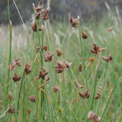 Fimbristylis sp. aff. dichotoma (A Sedge) at Tuggeranong Hill - 5 Feb 2018 by michaelb