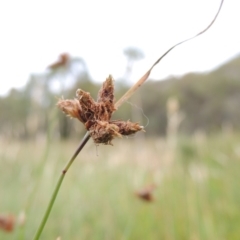 Fimbristylis sp. aff. dichotoma at Conder, ACT - 5 Feb 2018