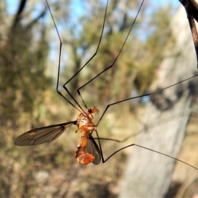 Leptotarsus (Leptotarsus) clavatus (A crane fly) at Cook, ACT - 20 Feb 2018 by CathB