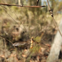 Leptotarsus (Leptotarsus) clavatus at Cook, ACT - 20 Feb 2018 05:44 PM