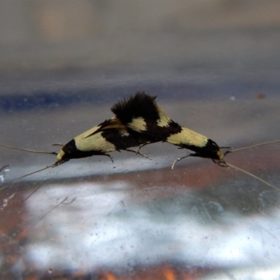 Opogona comptella (A fungus moth) at Cook, ACT - 21 Feb 2018 by CathB