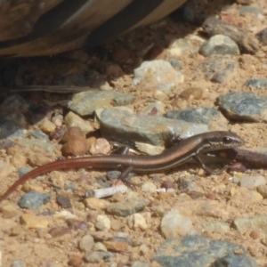 Morethia boulengeri at Symonston, ACT - 20 Feb 2018 11:34 AM