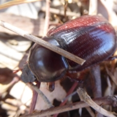 Dynastinae (subfamily) at Symonston, ACT - 20 Feb 2018 01:30 PM