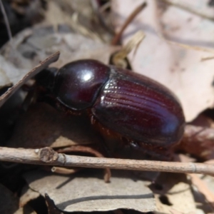 Dynastinae (subfamily) at Symonston, ACT - 20 Feb 2018