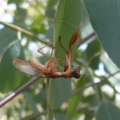 Mantispidae (family) (Unidentified mantisfly) at Symonston, ACT - 20 Feb 2018 by Christine