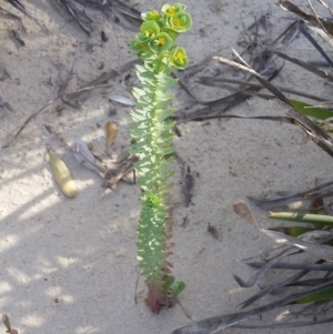 Euphorbia paralias at Pambula - 15 Feb 2018
