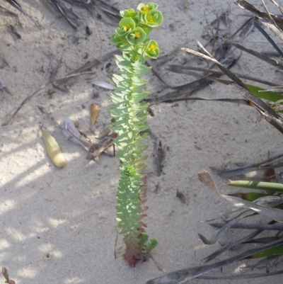 Euphorbia paralias (Sea Spurge ) at Pambula, NSW - 15 Feb 2018 by DeanAnsell