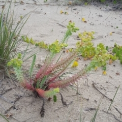 Euphorbia paralias (Sea Spurge ) at Pambula, NSW - 20 Feb 2018 by DeanAnsell