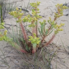 Euphorbia paralias (Sea Spurge ) at Pambula, NSW - 20 Feb 2018 by DeanAnsell