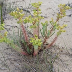 Euphorbia paralias (Sea Spurge ) at Ben Boyd National Park - 20 Feb 2018 by DeanAnsell