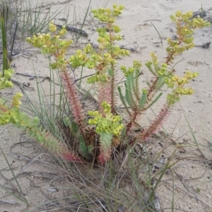 Euphorbia paralias at Pambula - 20 Feb 2018 06:34 PM