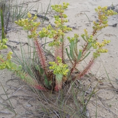 Euphorbia paralias (Sea Spurge ) at Pambula - 20 Feb 2018 by DeanAnsell