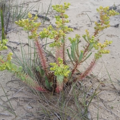 Euphorbia paralias (Sea Spurge ) at Pambula, NSW - 20 Feb 2018 by DeanAnsell