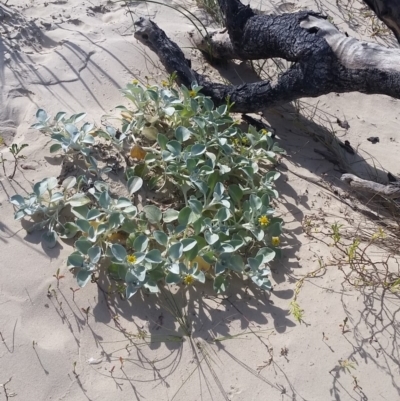 Arctotheca populifolia (Beach Daisy) at Pambula Beach, NSW - 15 Feb 2018 by DeanAnsell
