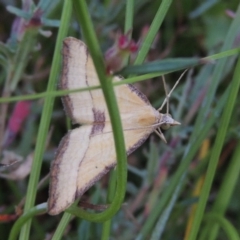 Anachloris subochraria (Golden Grass Carpet) at Conder, ACT - 3 Feb 2018 by MichaelBedingfield