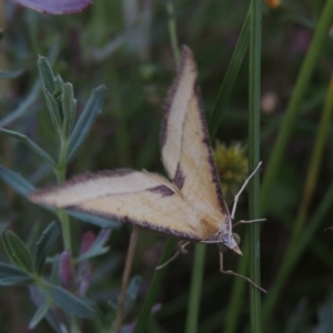 Anachloris subochraria at Conder, ACT - 3 Feb 2018 08:37 PM