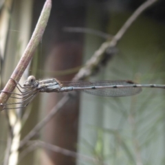 Austrolestes leda (Wandering Ringtail) at Flynn, ACT - 21 Feb 2018 by Christine