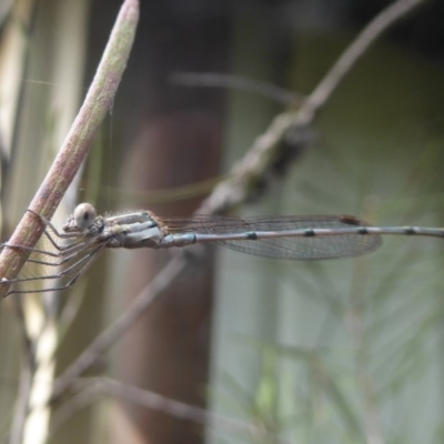 Austrolestes leda (Wandering Ringtail) at Flynn, ACT - 21 Feb 2018 by Christine