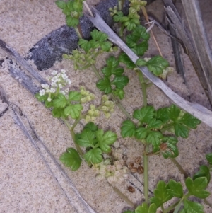 Apium prostratum var. filiforme at Pambula - 20 Feb 2018