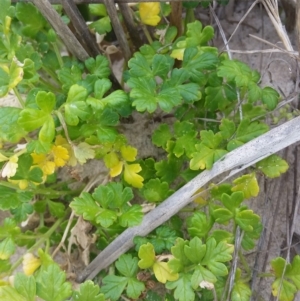 Apium prostratum var. filiforme at Pambula - 20 Feb 2018