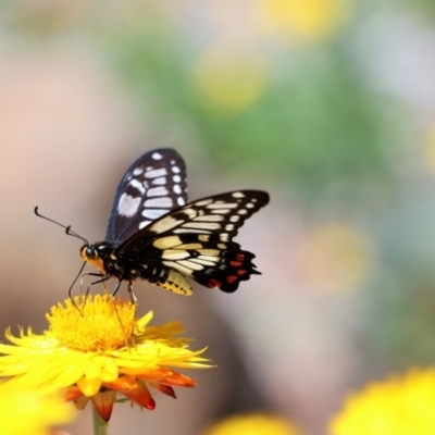 Papilio anactus (Dainty Swallowtail) at ANBG - 21 Feb 2018 by PeterR