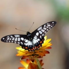 Papilio anactus at Acton, ACT - 21 Feb 2018