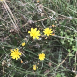 Chondrilla juncea at Griffith, ACT - 24 Feb 2021 04:33 PM