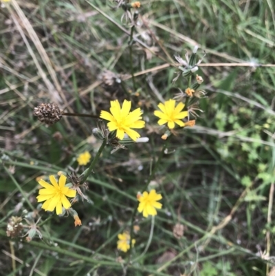 Chondrilla juncea (Skeleton Weed) at Griffith Woodland - 24 Feb 2021 by ianandlibby1