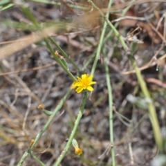 Chondrilla juncea at Griffith, ACT - 24 Feb 2021 04:33 PM