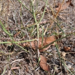 Chondrilla juncea at Griffith, ACT - 24 Feb 2021 04:33 PM