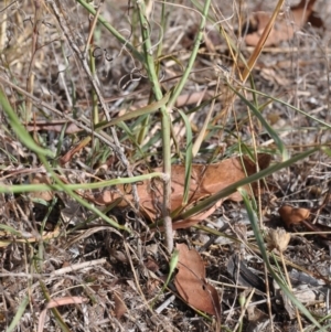 Chondrilla juncea at Griffith, ACT - 24 Feb 2021